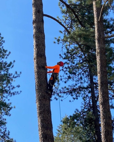 tree removal redlands